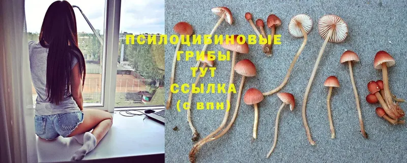 OMG как войти  Горно-Алтайск  Псилоцибиновые грибы GOLDEN TEACHER 